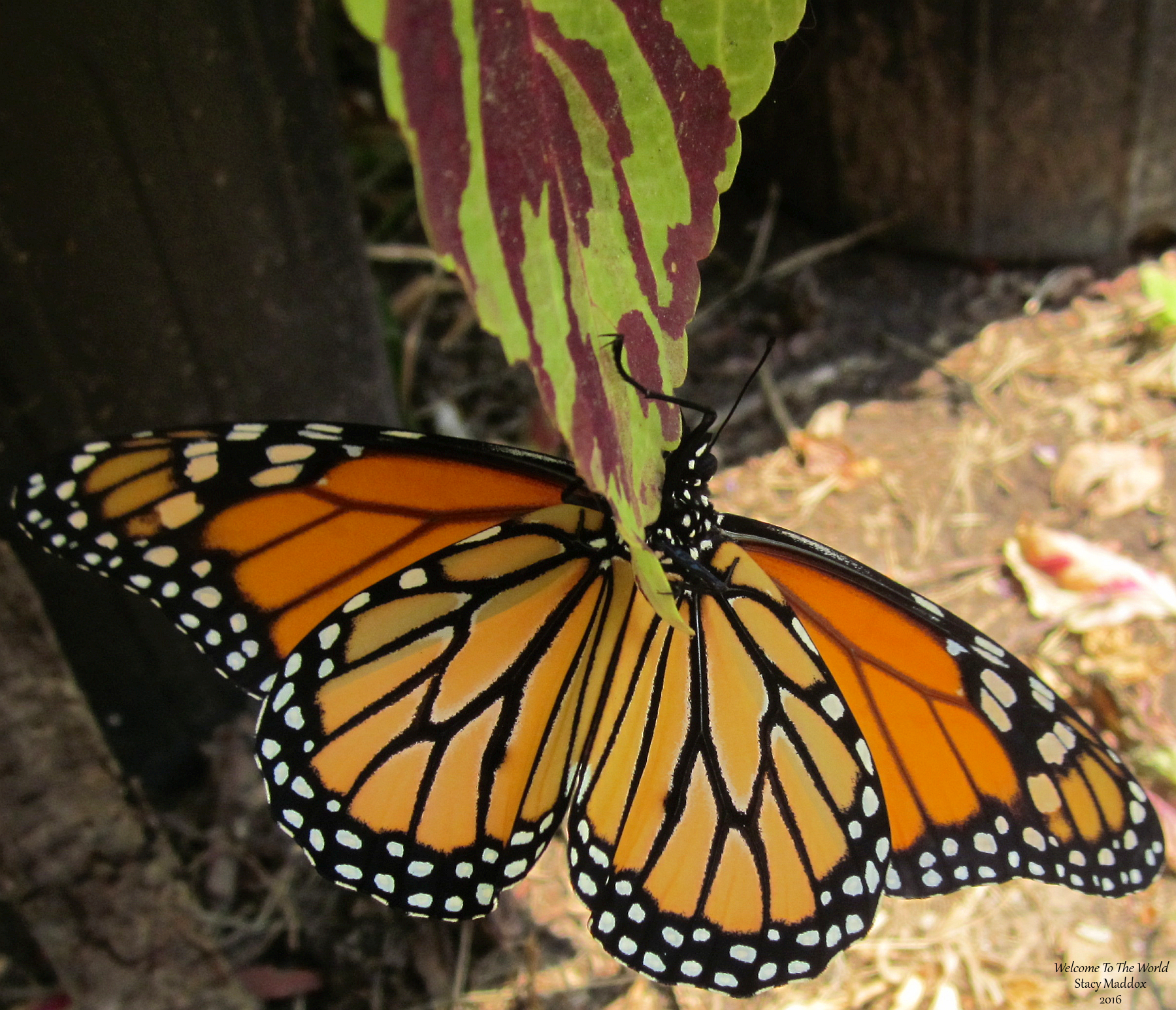 welcome-to-the-world-w-sig-11-23-16-1800x1546